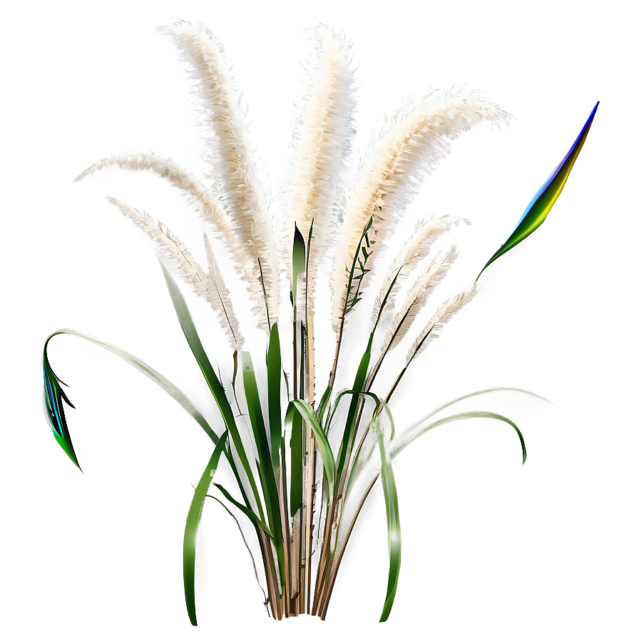 Tall Pampas Grass Png 06272024 PNG Image