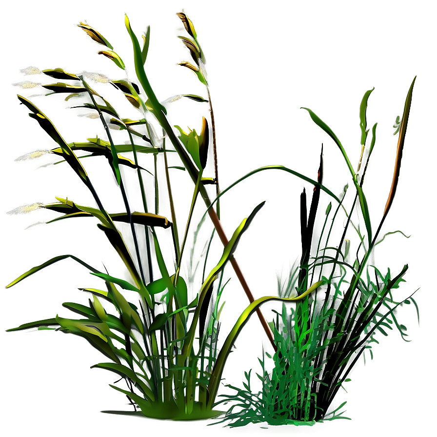 Tall Prairie Grass Png 04292024 PNG Image