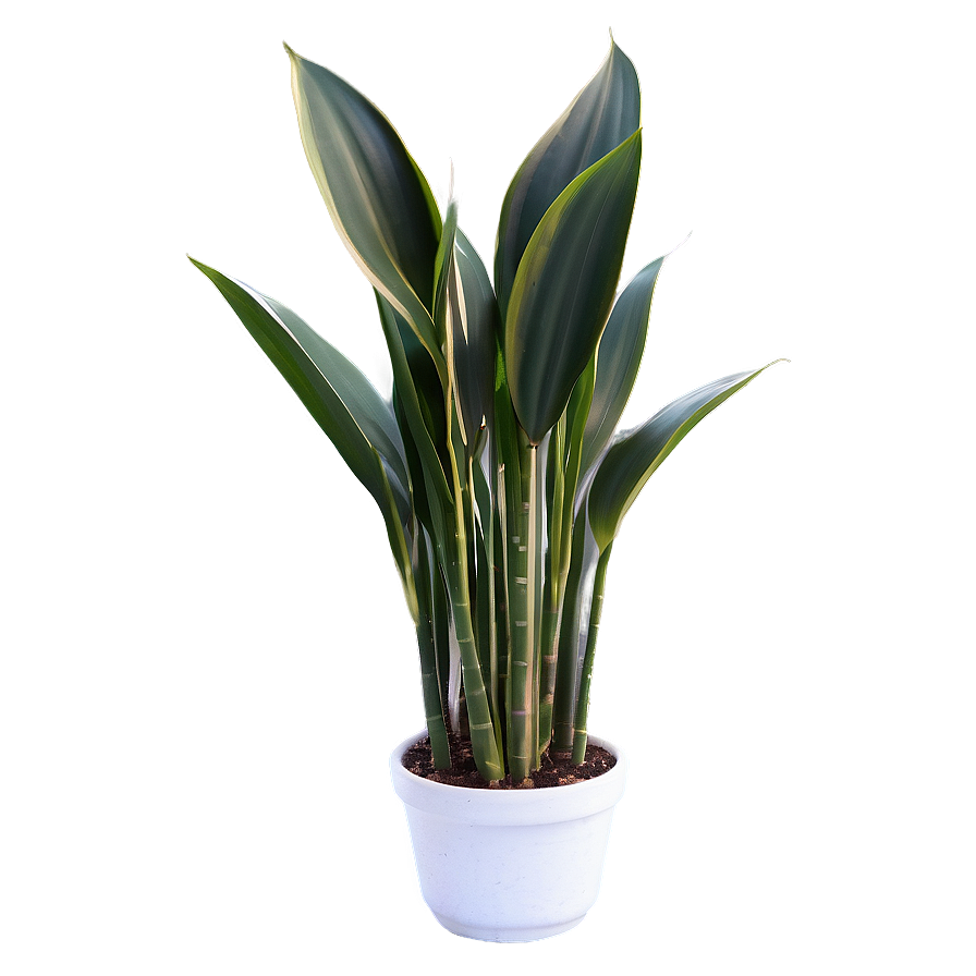 Tall Snake Plant Png Tgc12 PNG Image