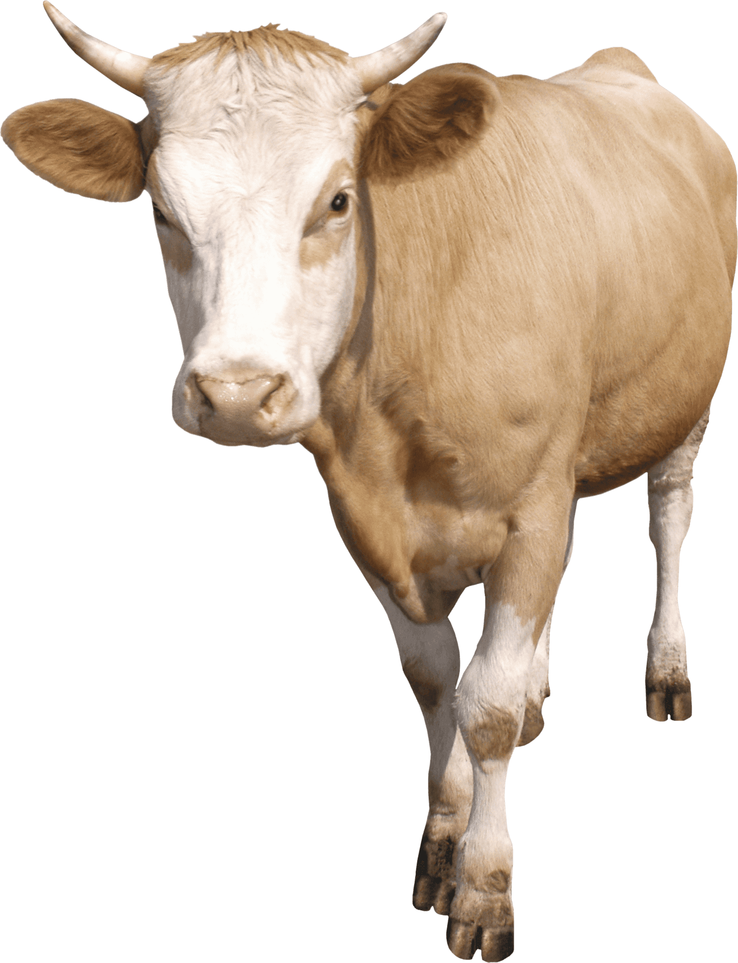 Tan Cow Standing Transparent Background PNG Image