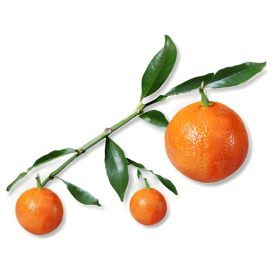 Tangerine A PNG Image