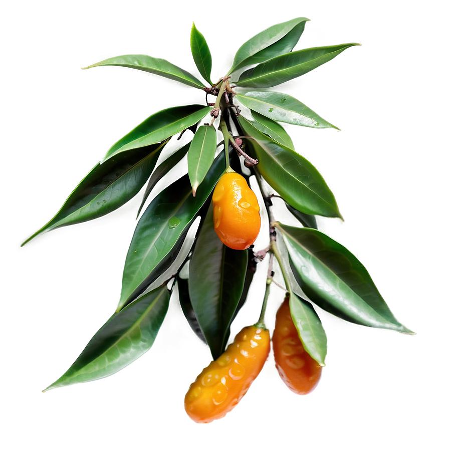 Tangy Kumquat Png Fes PNG Image