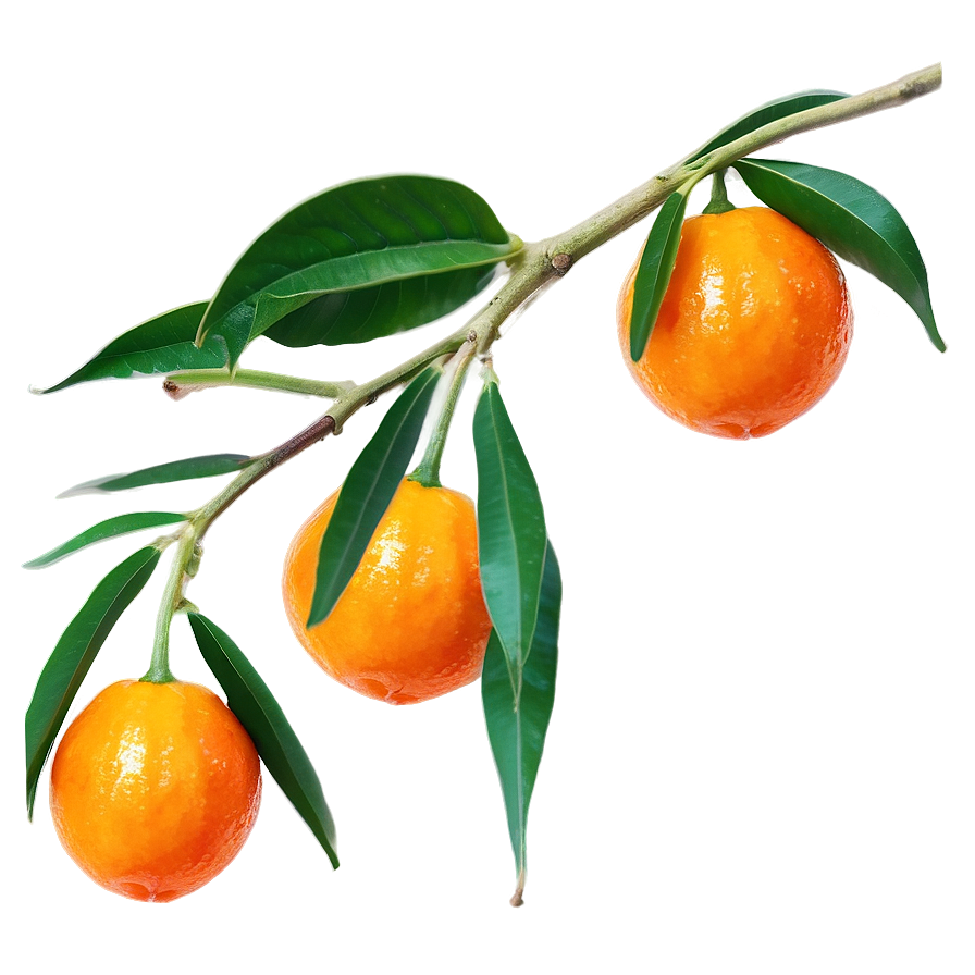 Tangy Kumquat Png Uxr PNG Image