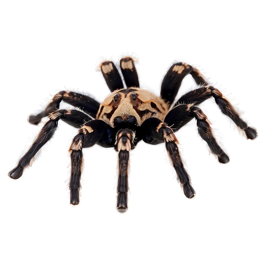 Tarantula In Captivity Png Lxf PNG Image