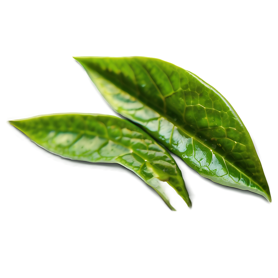 Tea Leaf A PNG Image