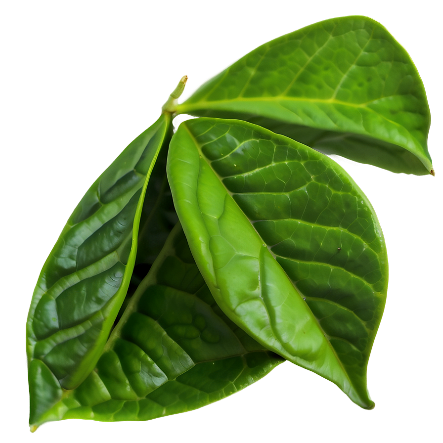 Tea Leaf B PNG Image