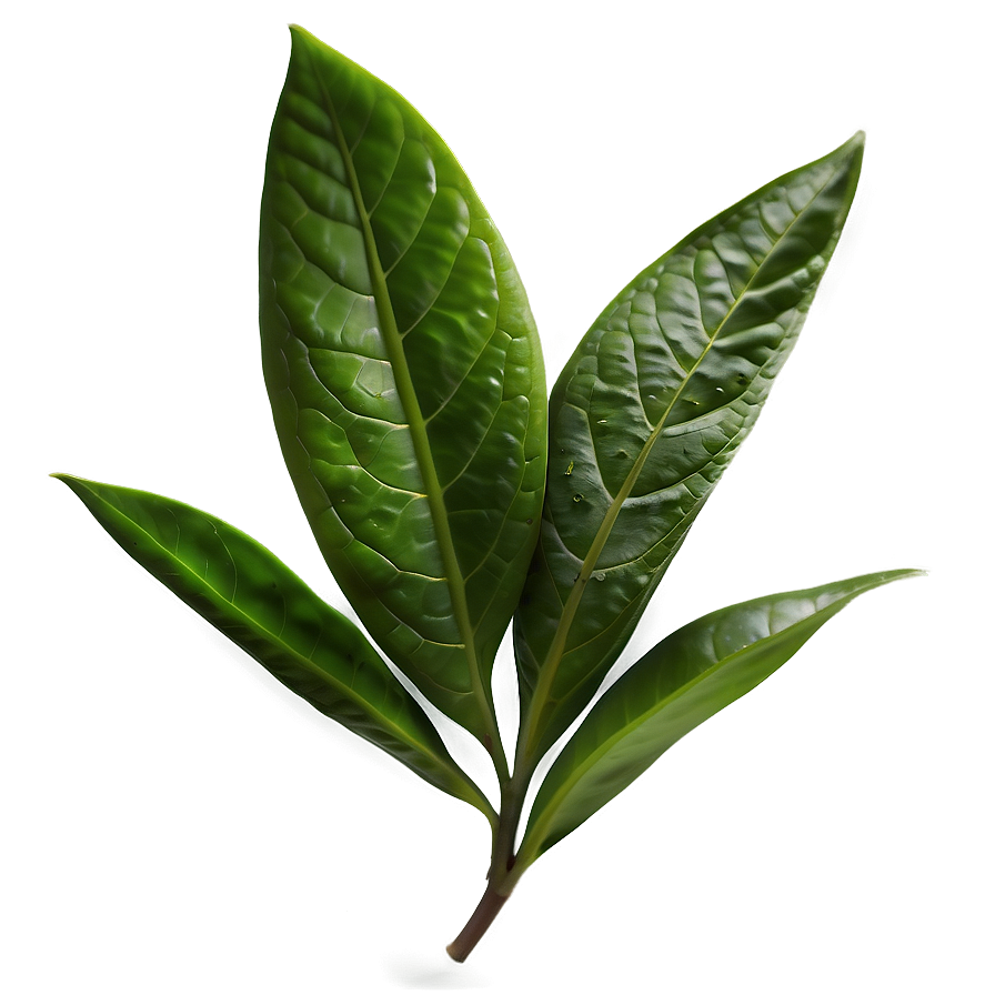 Tea Leaf C PNG Image