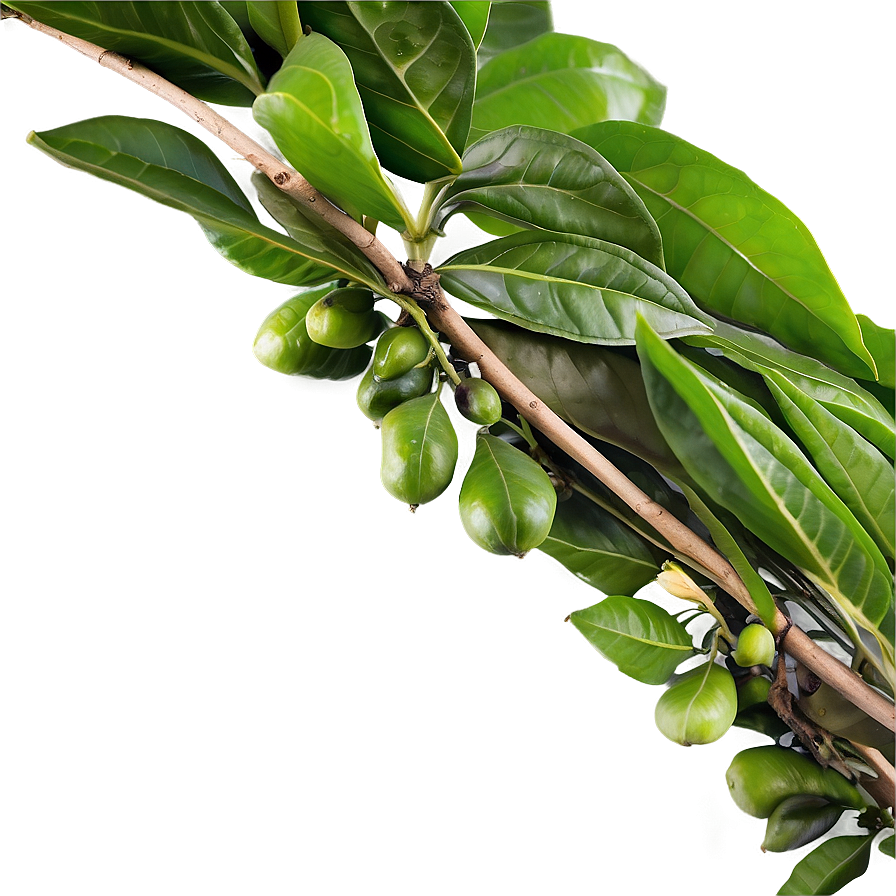 Tea Leaf Harvest Png 71 PNG Image