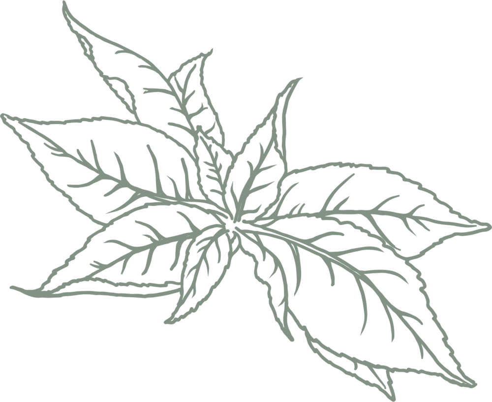 Tea Leaf Sketch Art PNG Image