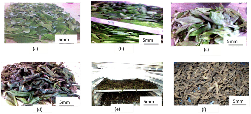 Tea Leaves Processing Stages PNG Image