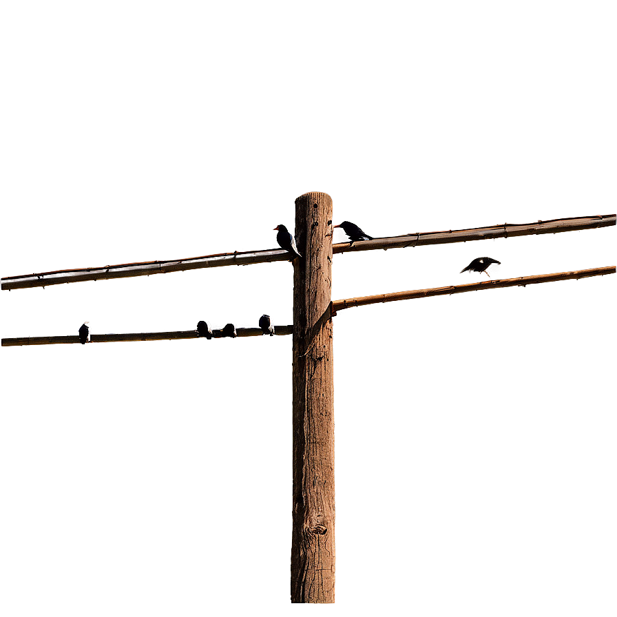 Telephone Pole With Birds Png 06132024 PNG Image