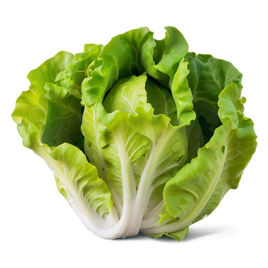 Tender Lettuce Png 28 PNG Image