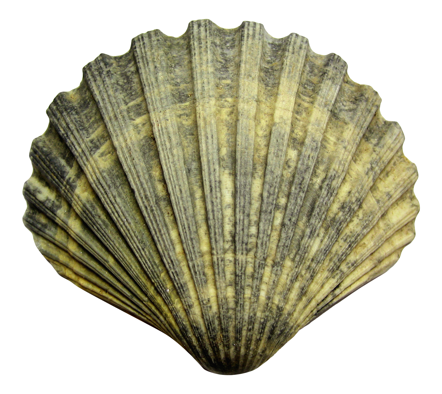 Textured Sea Shell Isolated PNG Image