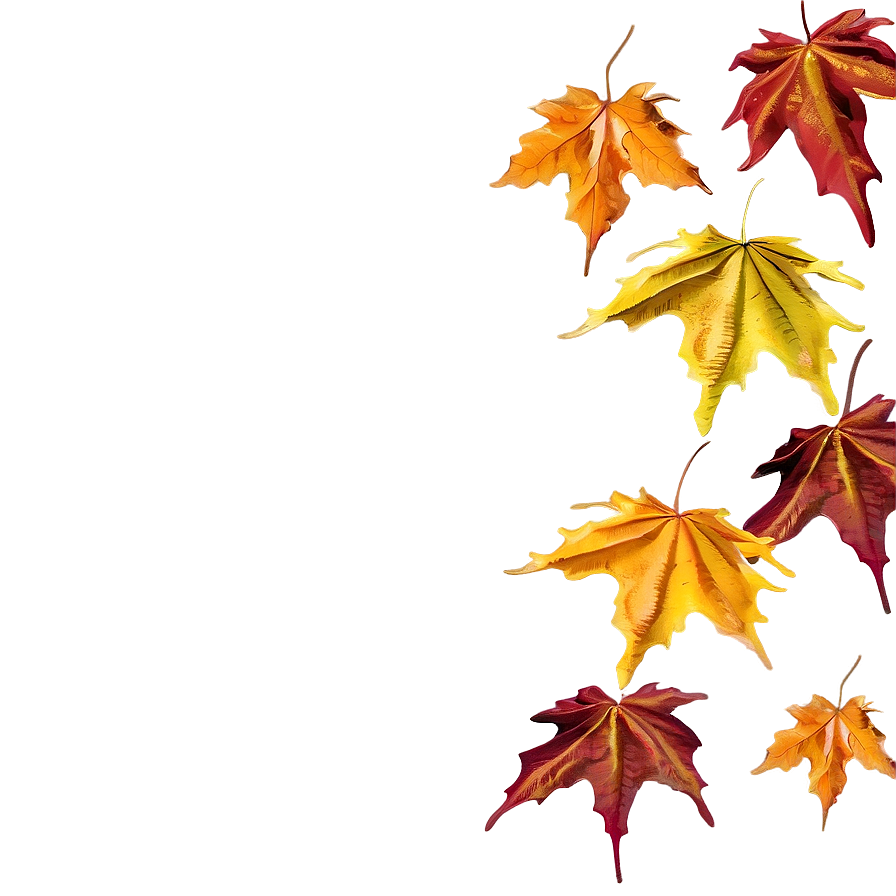 Thanksgiving Maple Leaves Png 05212024 PNG Image