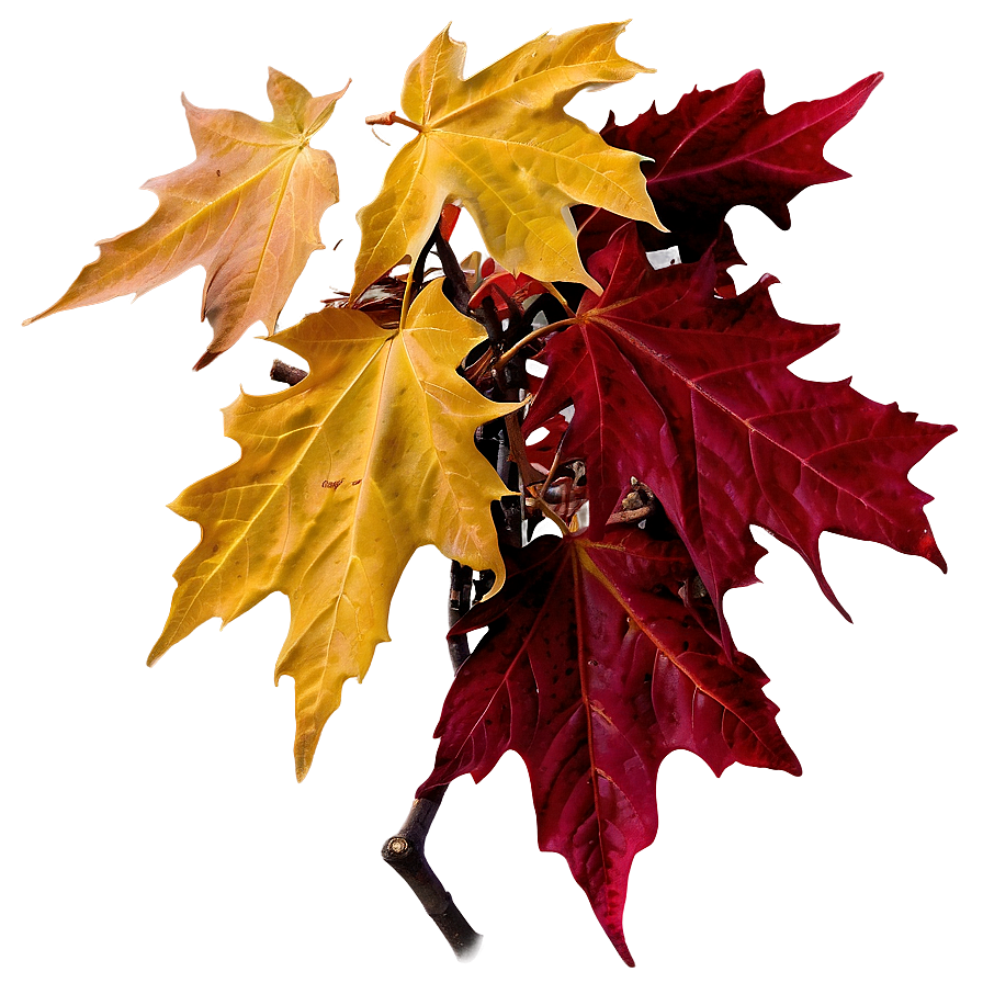 Thanksgiving Maple Leaves Png 05212024 PNG Image