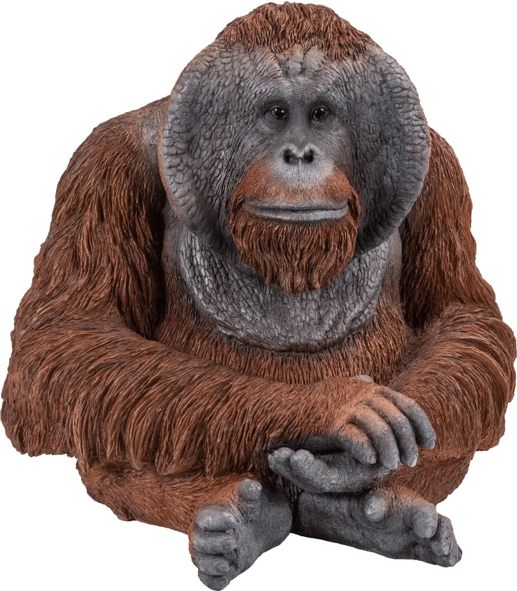 Thoughtful Orangutan Portrait PNG Image