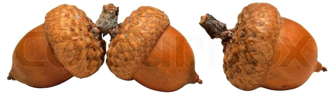 Three Acorns Isolatedon White PNG Image