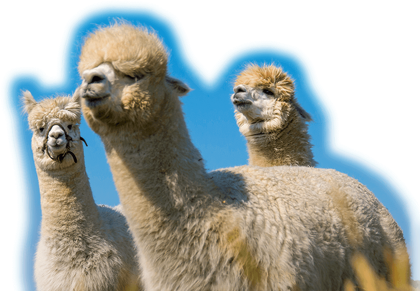 Three Alpacas Blue Sky Background PNG Image