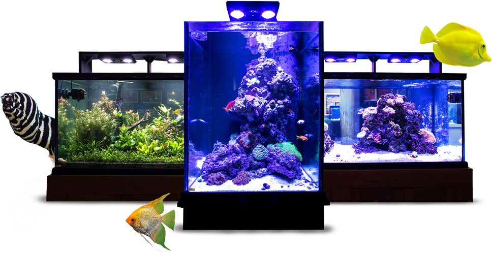 Three Aquarium Setupwith Fish PNG Image