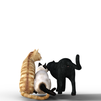 Three Cats Together Black Background PNG Image