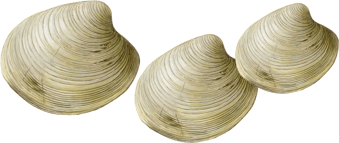 Three Clams Isolated PNG Image