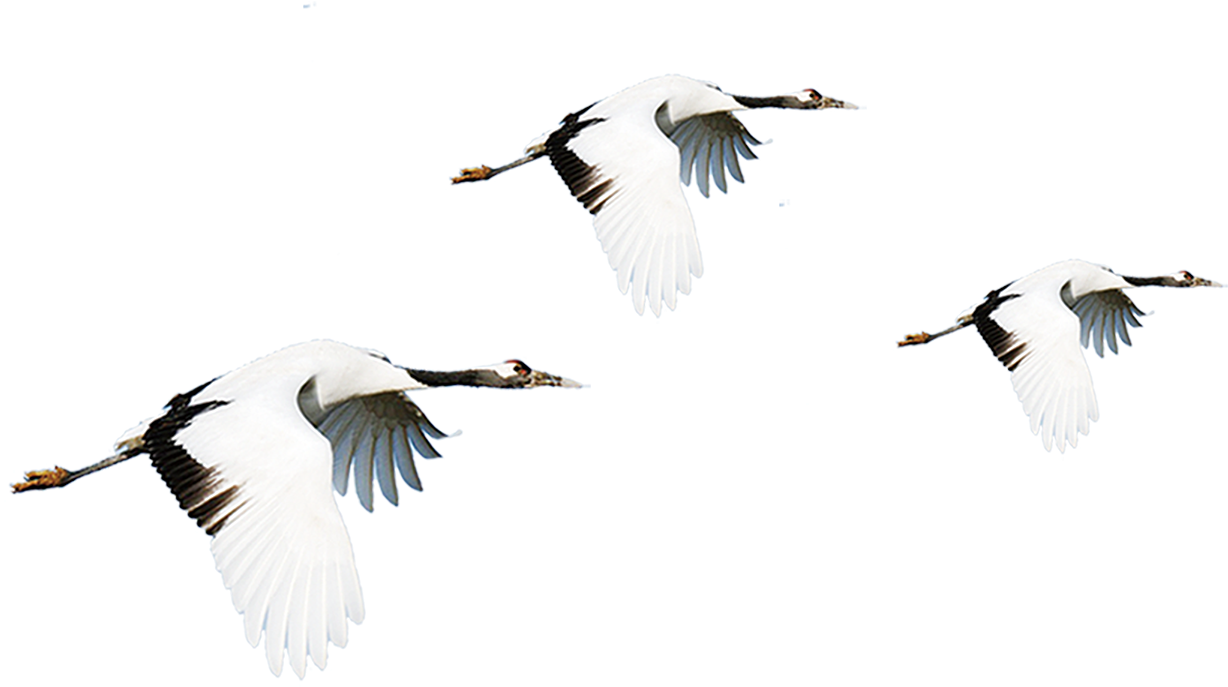 Three Cranes In Flight PNG Image