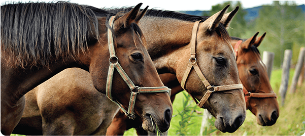 Three Horses Side By Side PNG Image