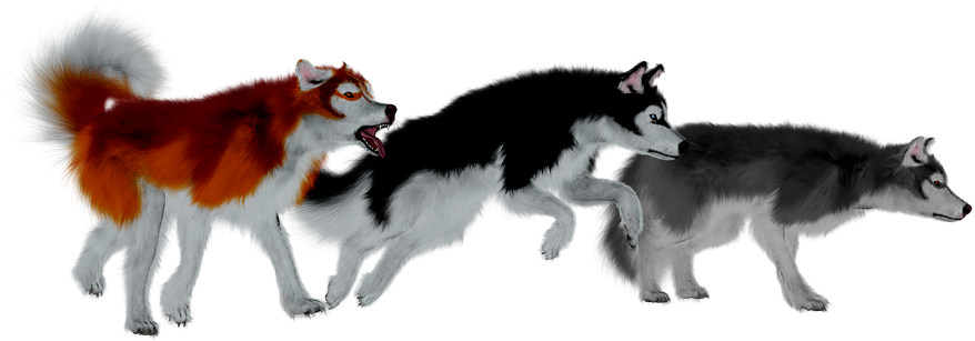 Three Huskies Side View PNG Image