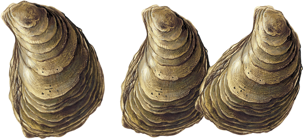 Three Oysters Isolatedon Transparent Background PNG Image