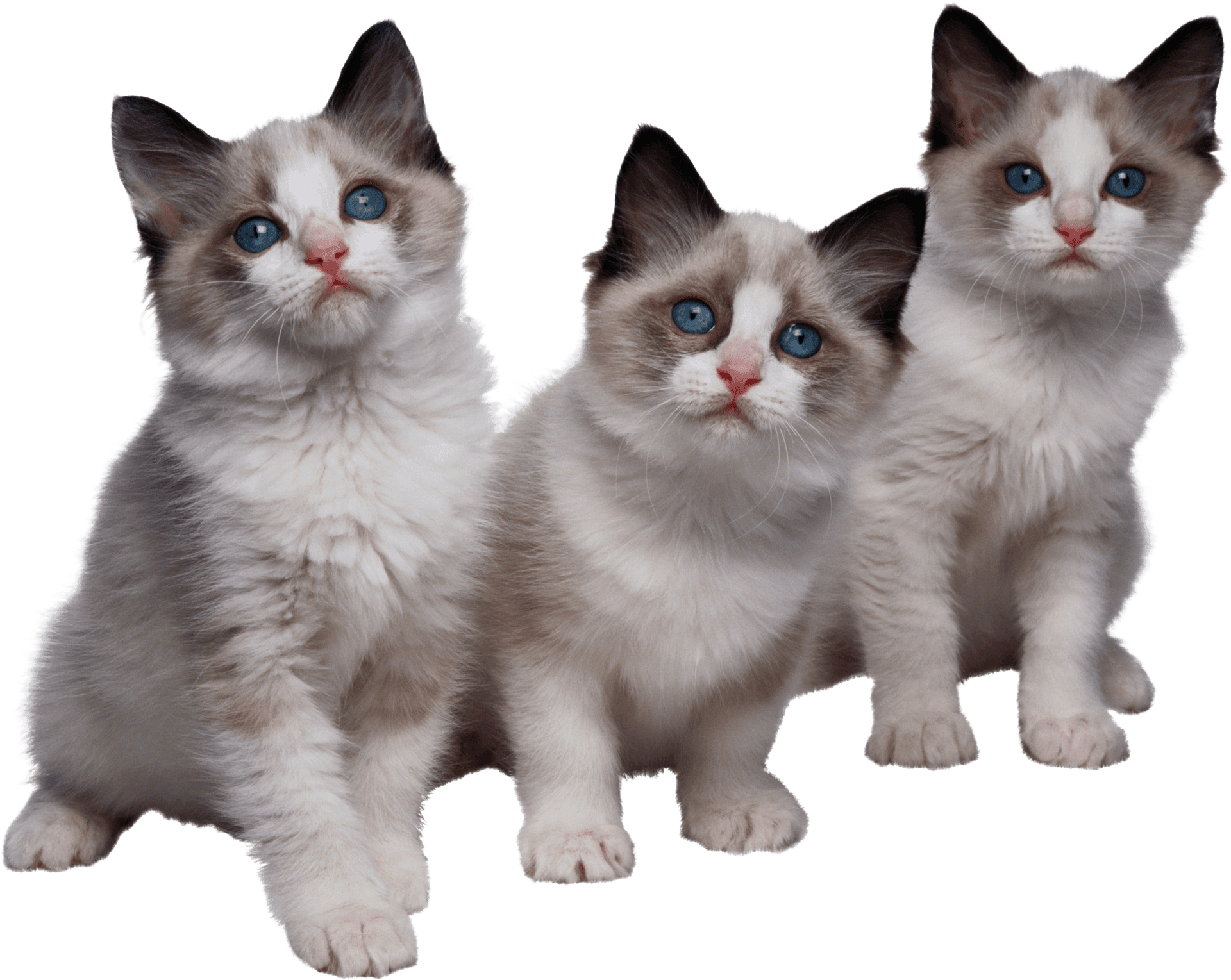 Three Ragdoll Kittens Together PNG Image