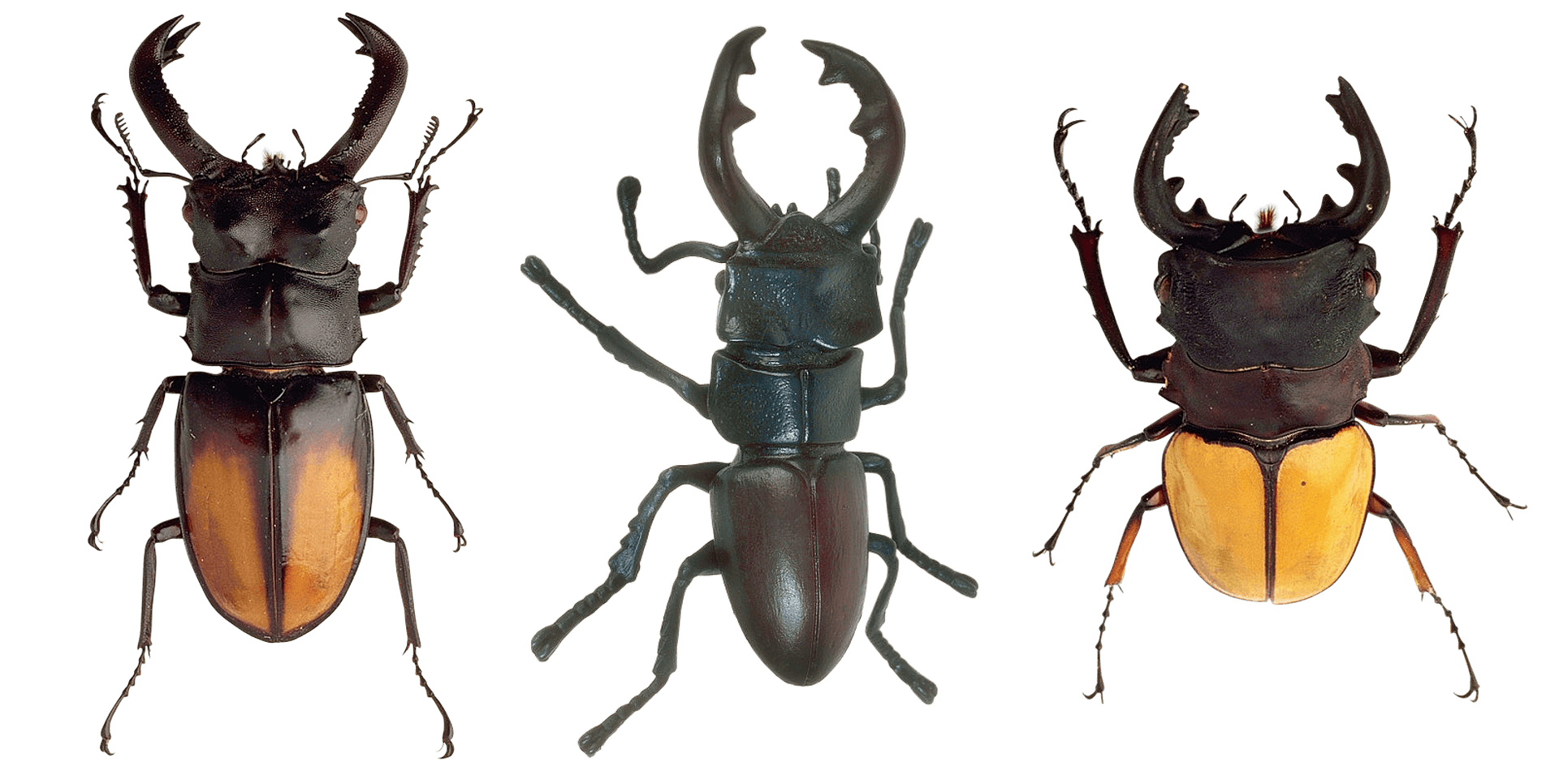 Three_ Stag_ Beetles_ Showcase PNG Image