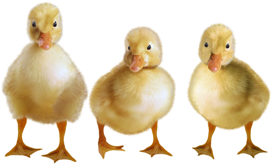 Three Yellow Ducklings Standing PNG Image