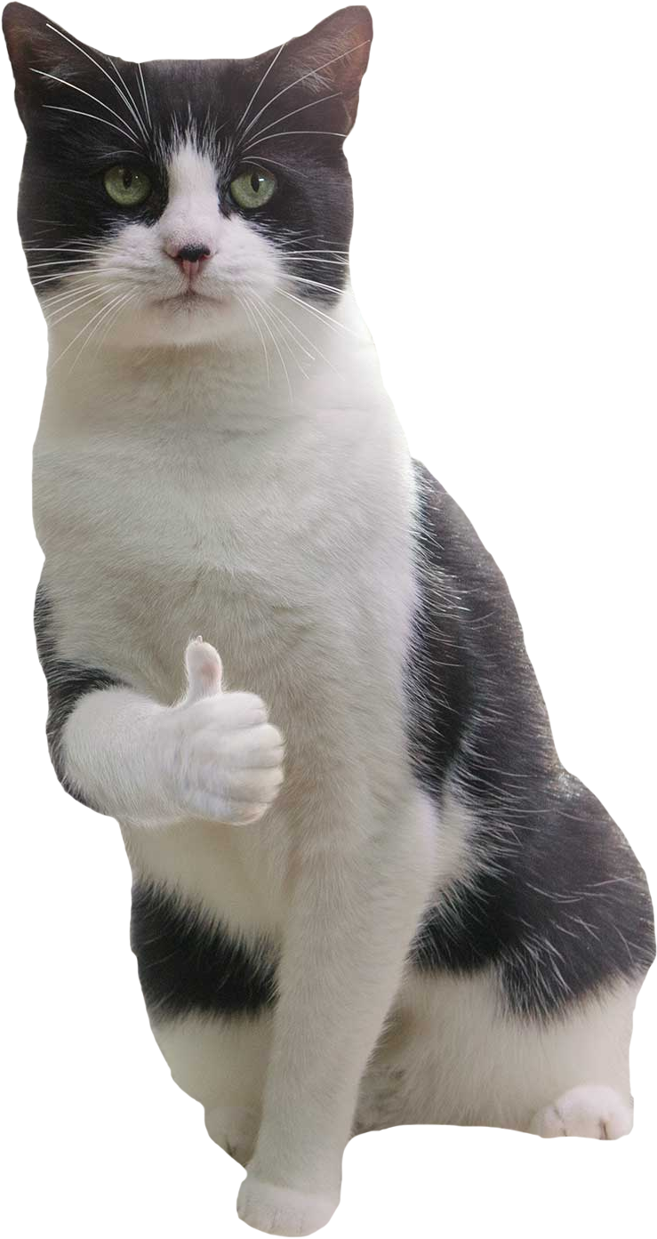 Thumbs Up Cat Meme.png PNG Image