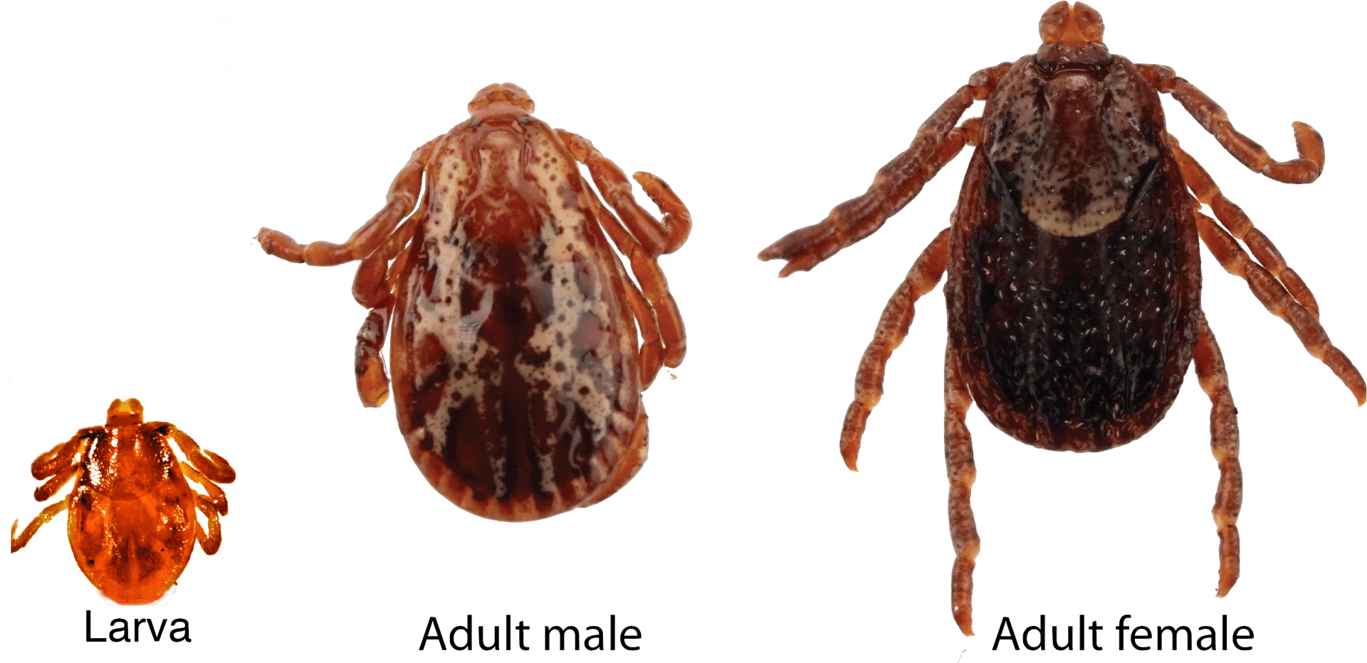 Tick Life Cycle Stages PNG Image