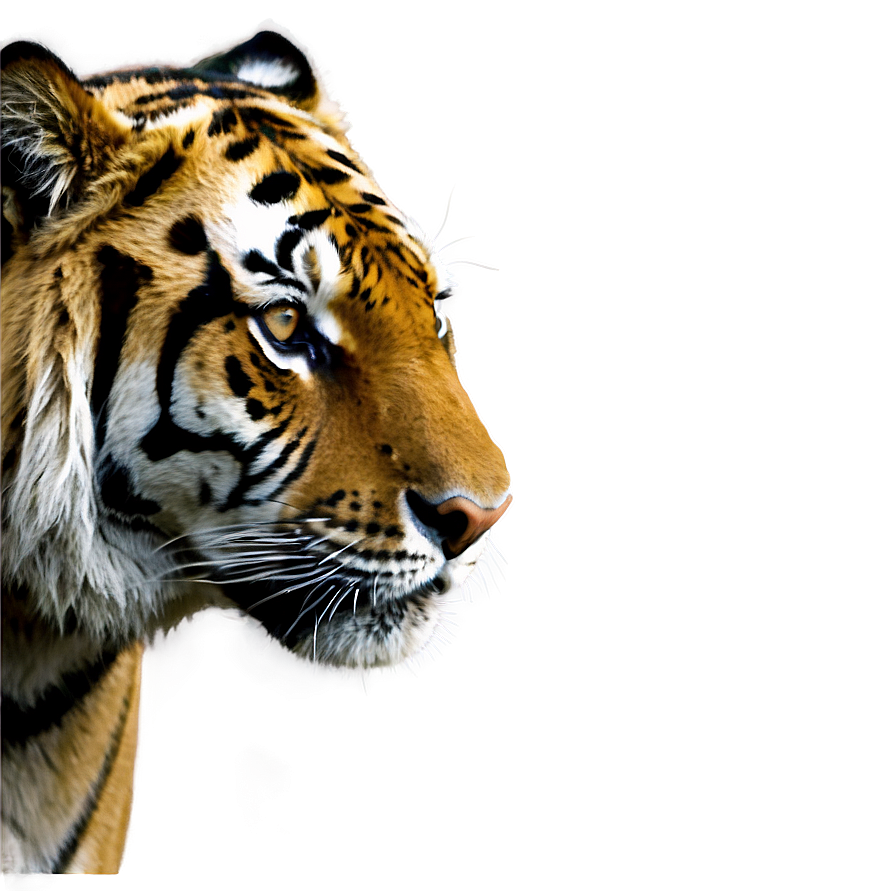 Tiger A PNG Image