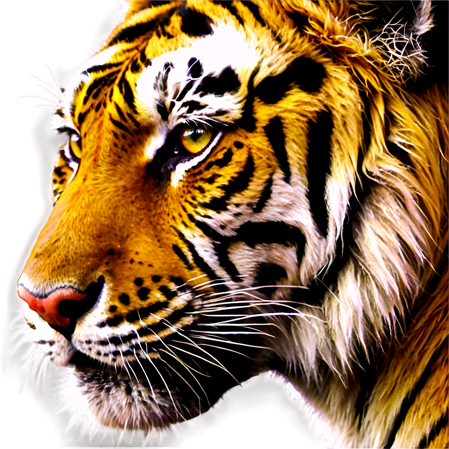 Tiger Face A PNG Image