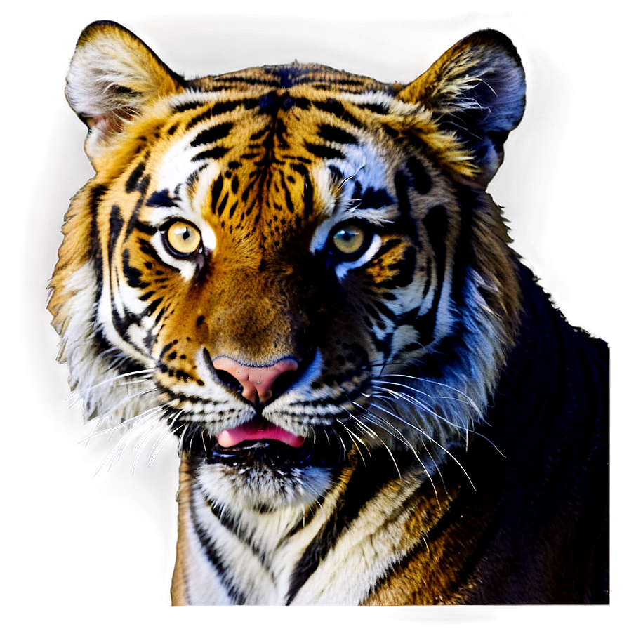 Tiger Face On Dark Background Png 06252024 PNG Image