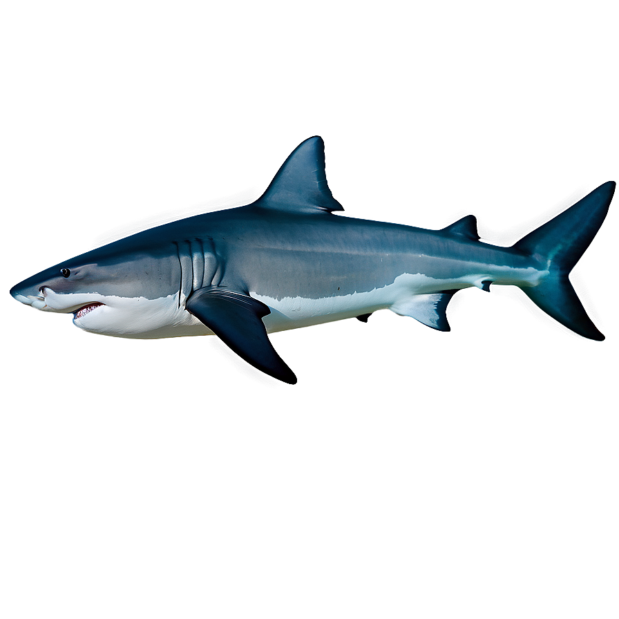 Tiger Shark School Of Fish Png Evp57 PNG Image