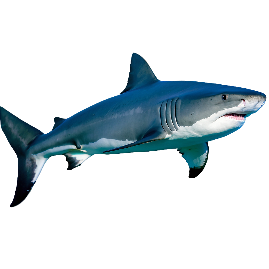 Tiger Shark Side View Png Gyc PNG Image