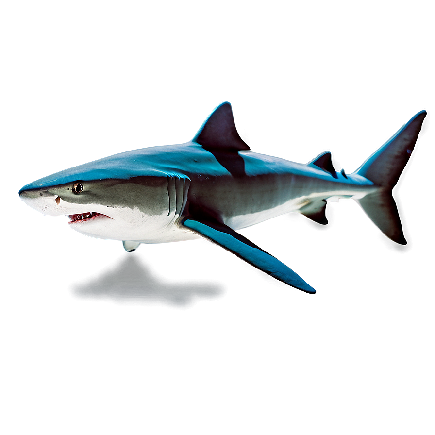 Tiger Shark With Sun Rays Png Tun13 PNG Image