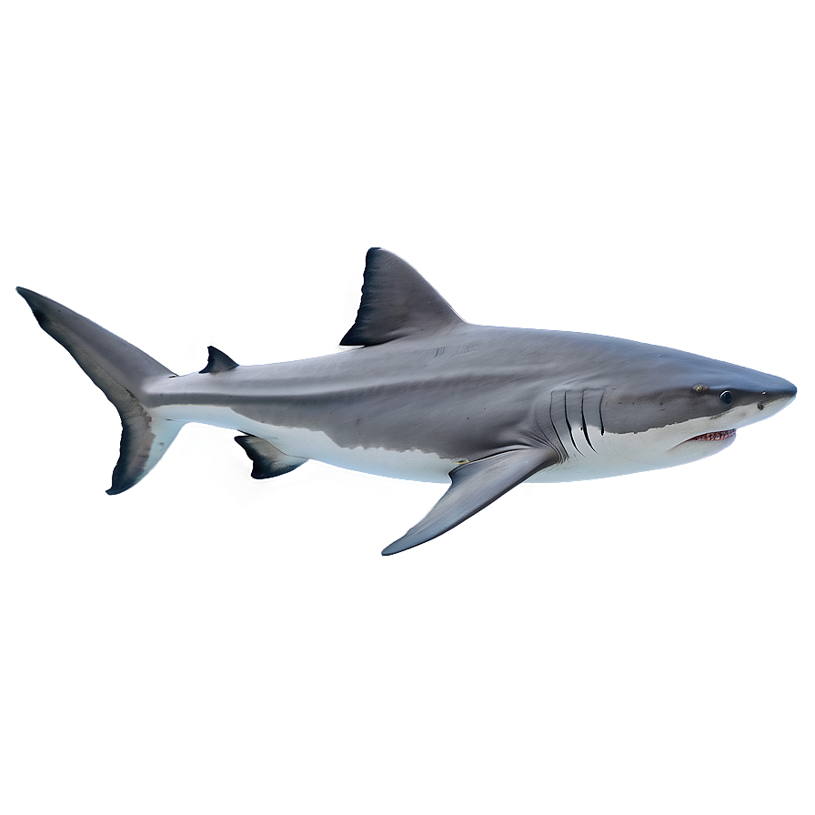 Tiger Shark With Tropical Fish Png Ygi PNG Image