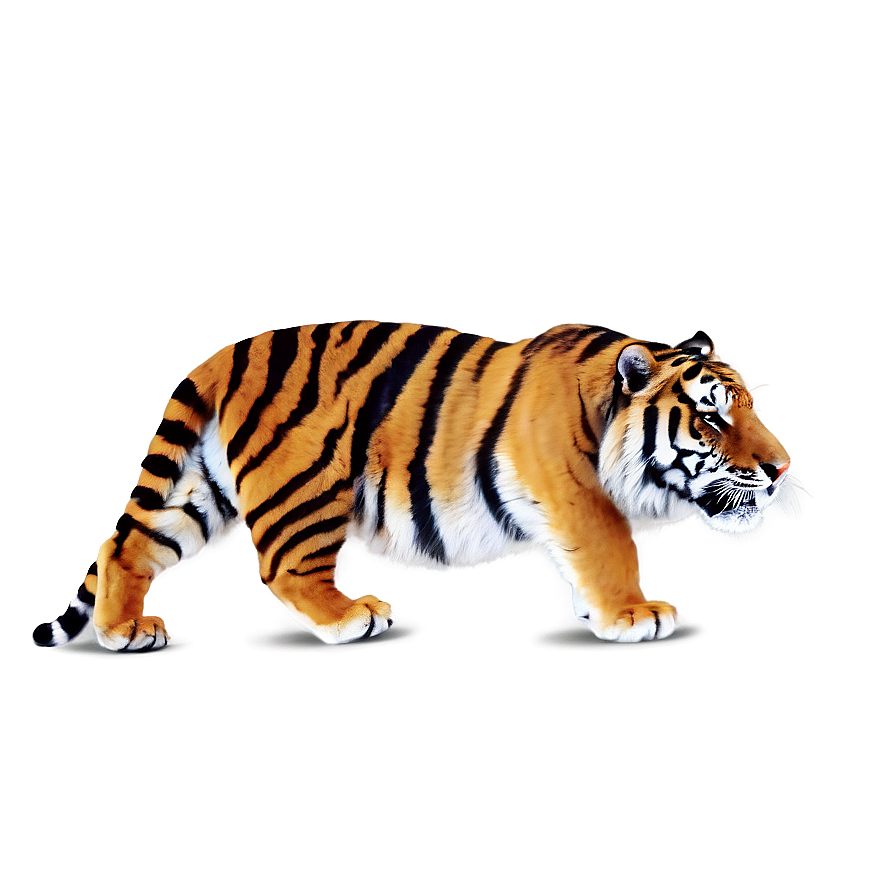 Tiger Tattoo Png 54 PNG Image