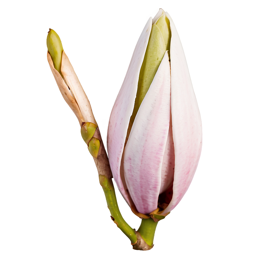 Time-lapse Magnolia Bud Png Hnk PNG Image