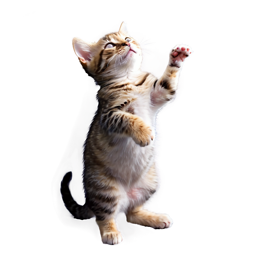 Tiny Cat Meme Png Cpb46 PNG Image