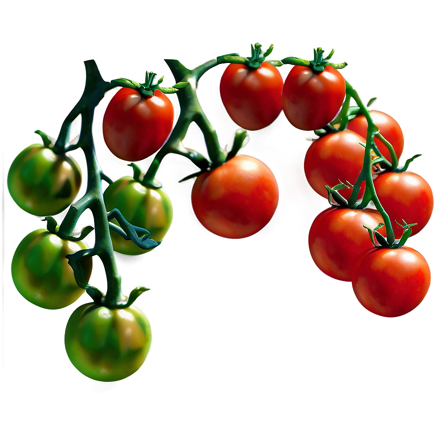 Tomato Branch Png Fqa98 PNG Image