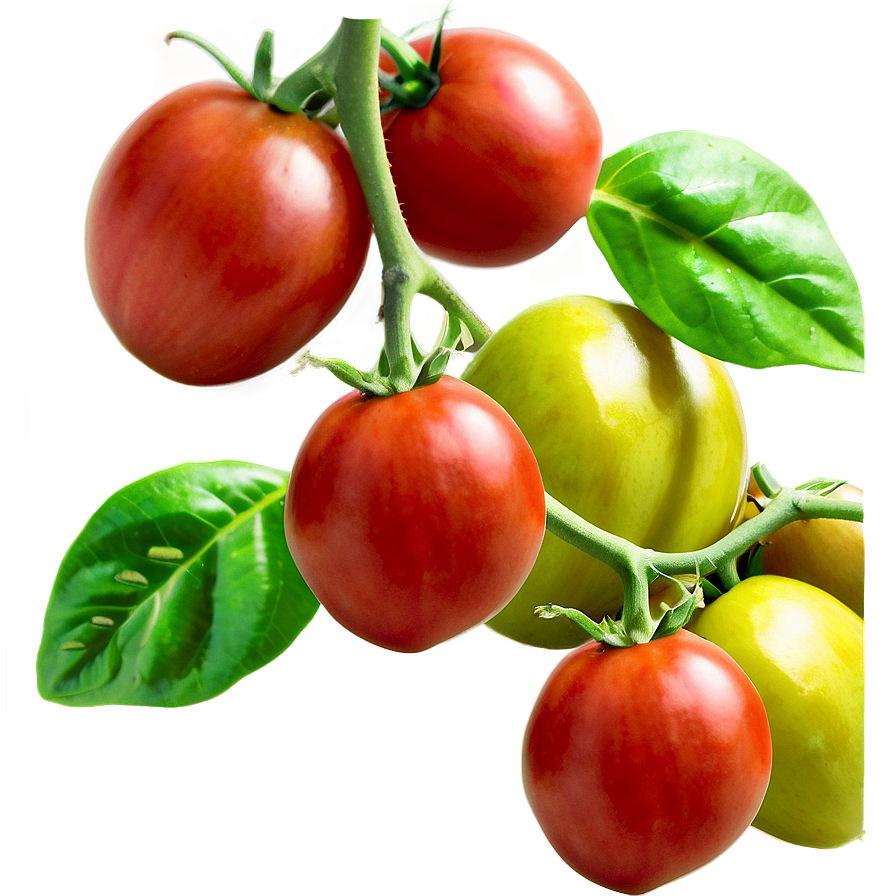 Tomato Cluster Png Tql93 PNG Image