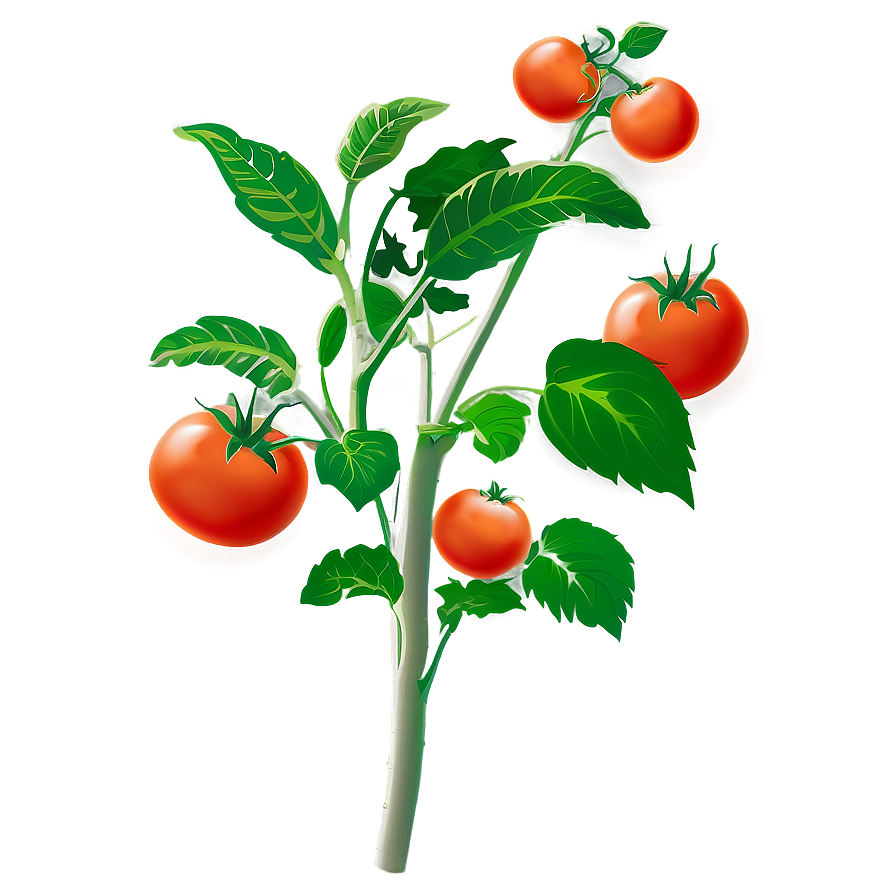 Tomato Plant Blossom Png Aeo61 PNG Image