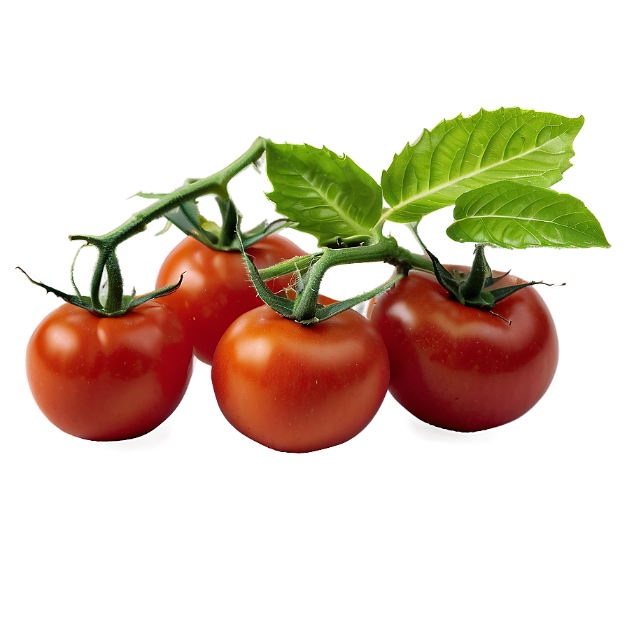 Tomato Plant In Field Png Vlp PNG Image