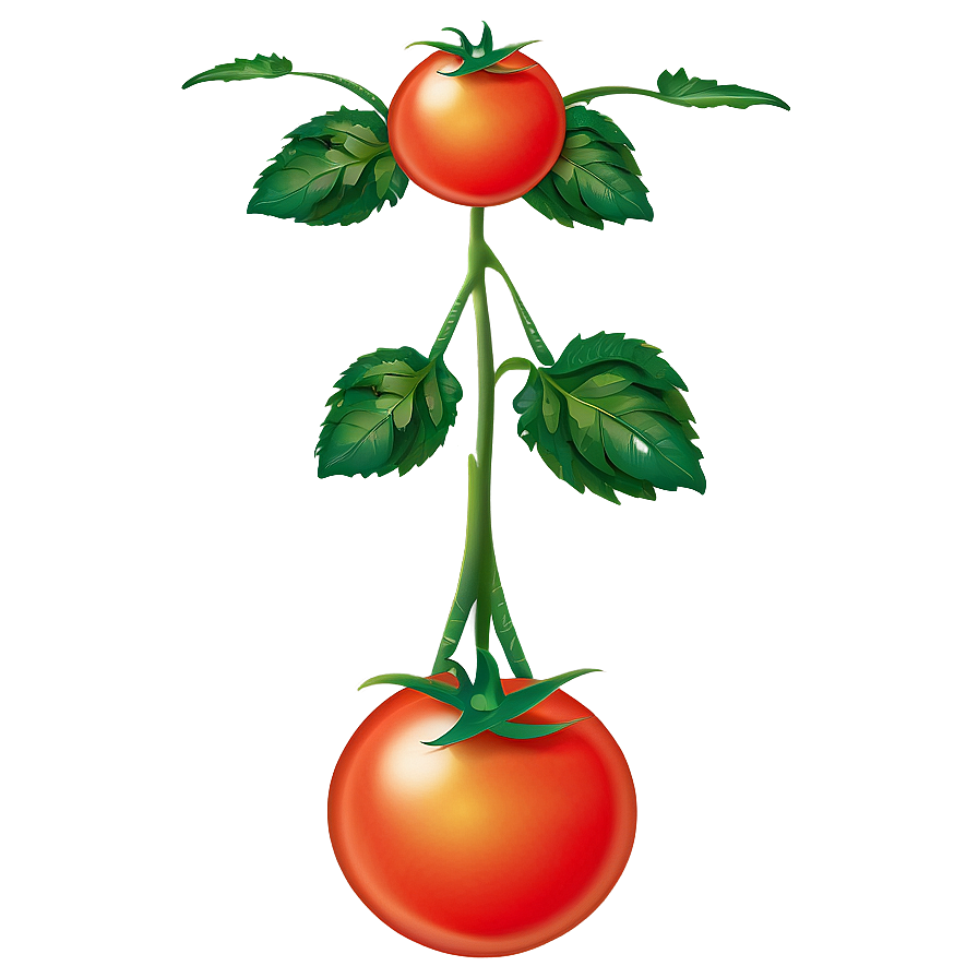 Tomato Plant Png 10 PNG Image