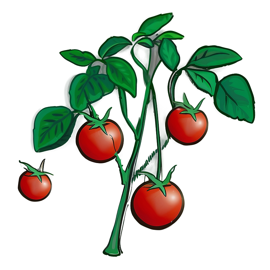 Tomato Plant Seedlings Png 06212024 PNG Image